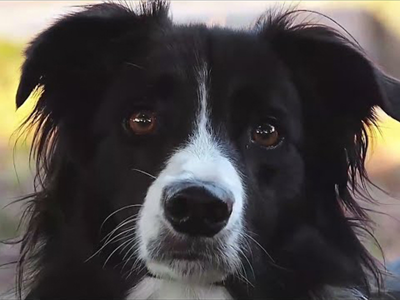 Gambol Pet Food: Modernste Produktionstechnologie
