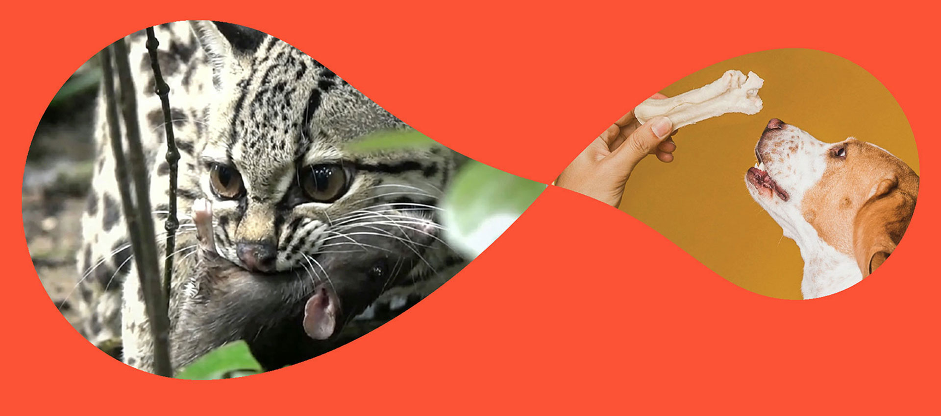 Häufig gestellte Fragen zu Tiernahrung