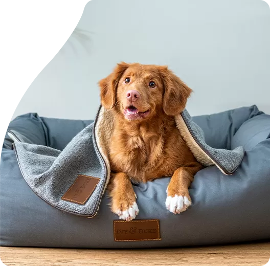 Unser Engagement für Sicherheit und Compliance bei Hundefutter
